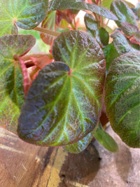 Begonia 'Manaus'
