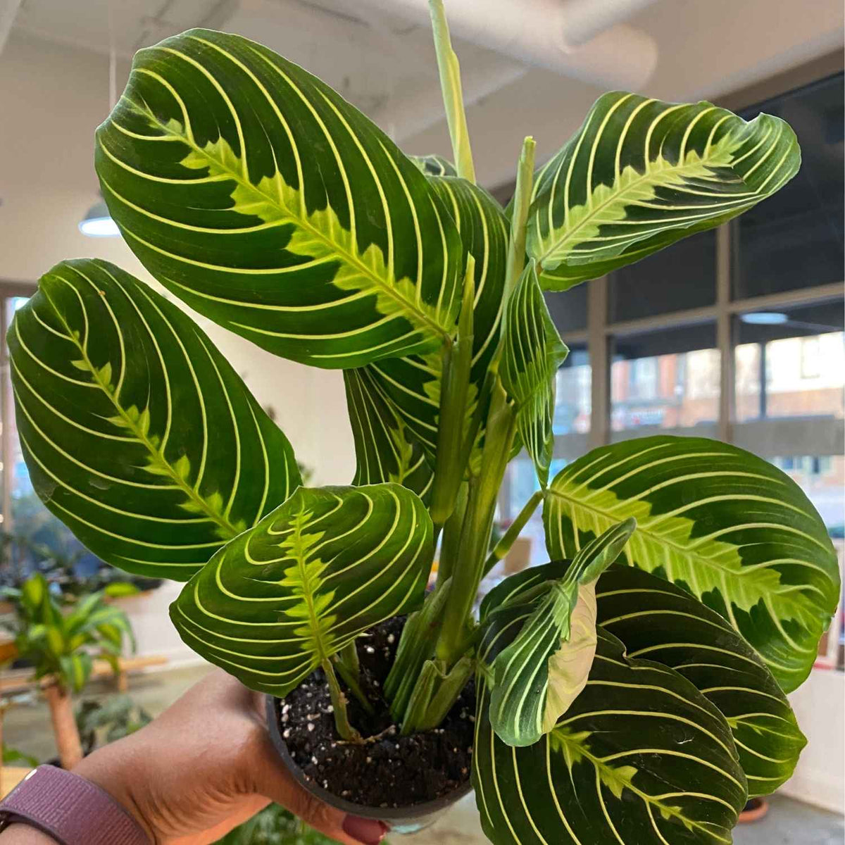Maranta Green (FULL)