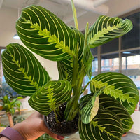 Maranta Green (FULL)