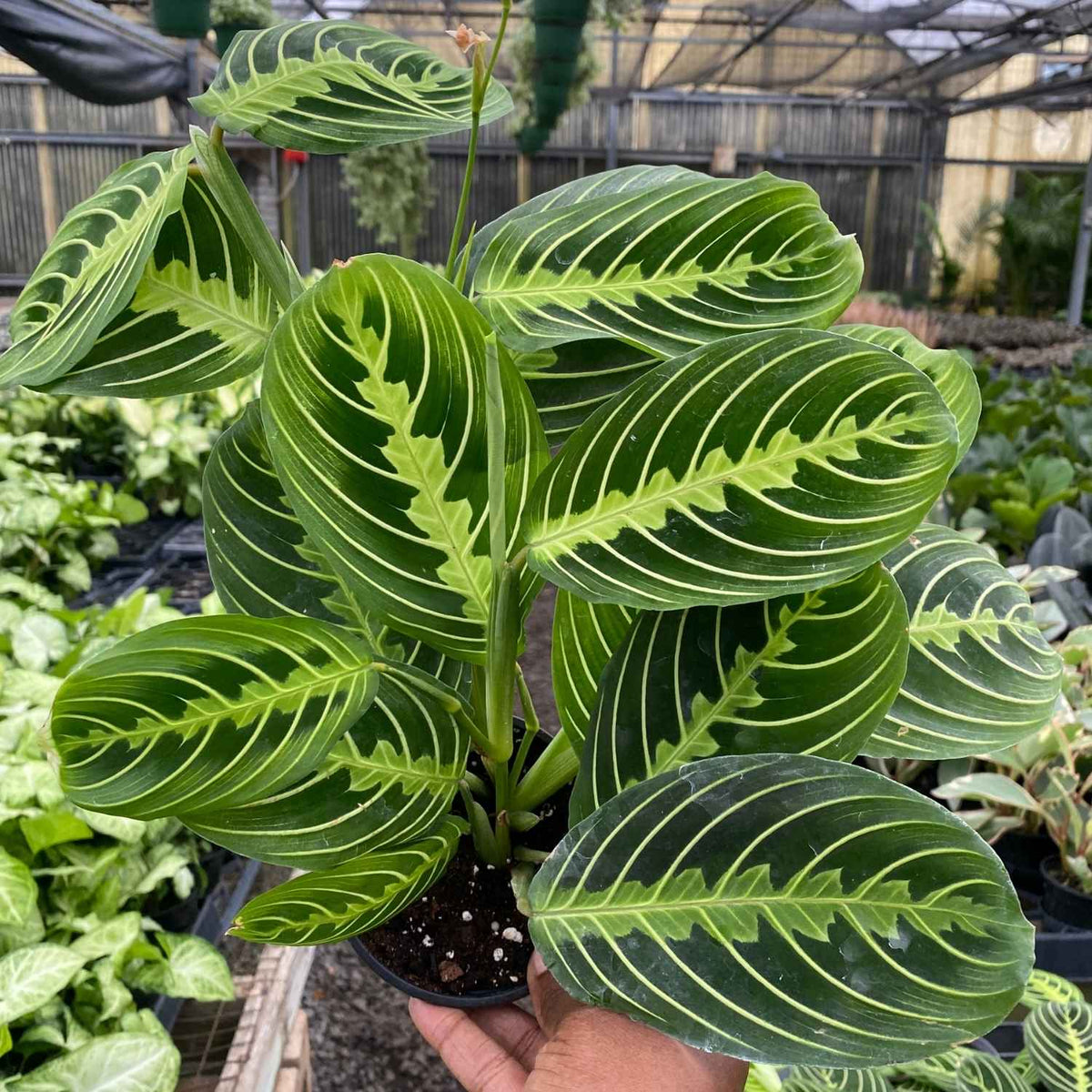Maranta Green (FULL)