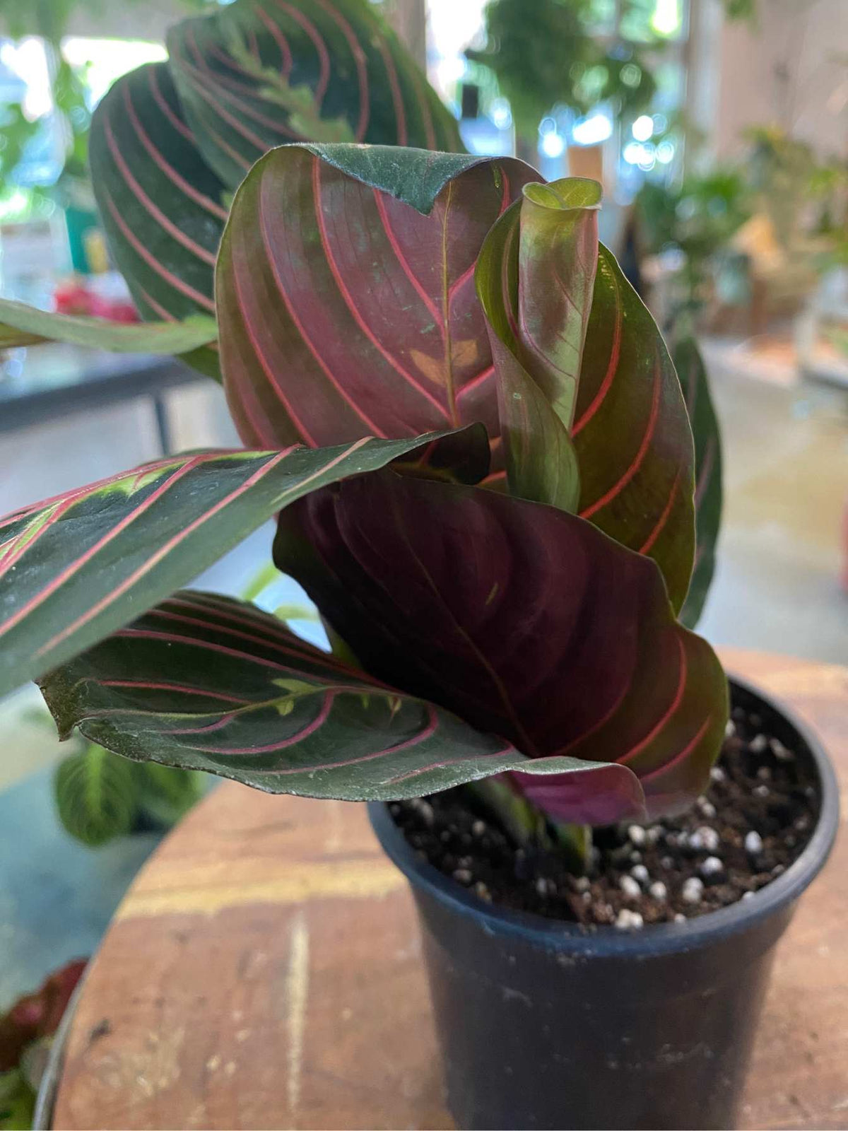 Maranta Red (Maranta leuconeura) aka Prayer Plant