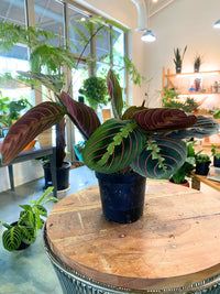 Maranta Red (Maranta leuconeura) aka Prayer Plant