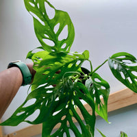 Monstera Adansonii (Swiss Cheese Vine)