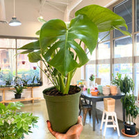 Monstera Deliciosa