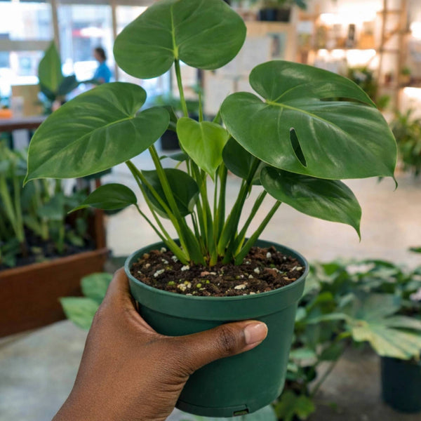 monstera plant in indoor plant shop