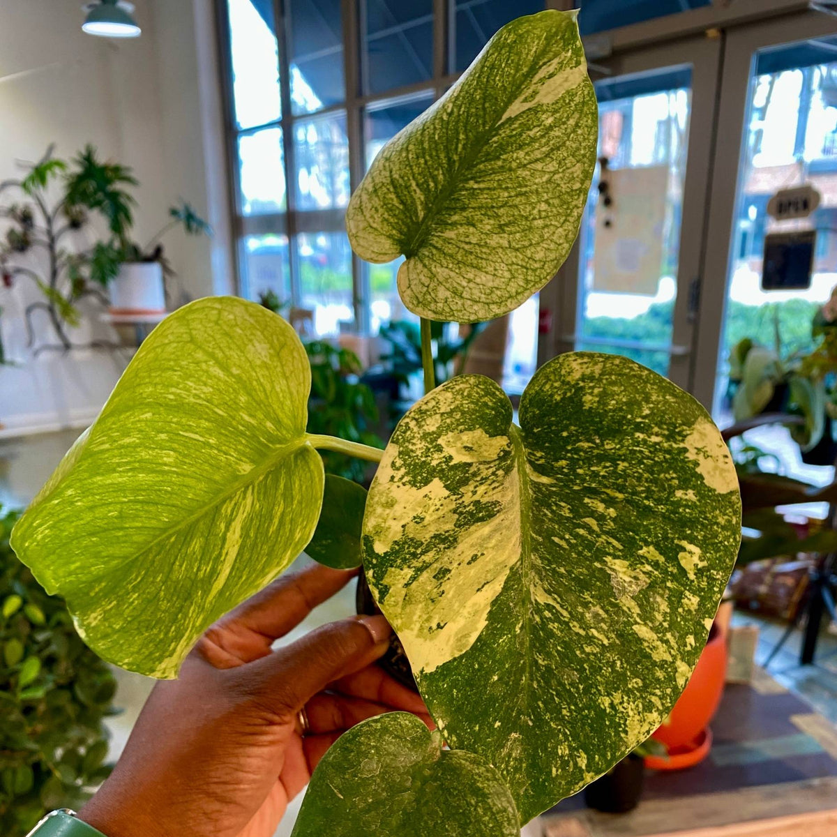 Monstera Mint
