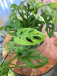 Monstera Adansonii (Swiss Cheese Vine)