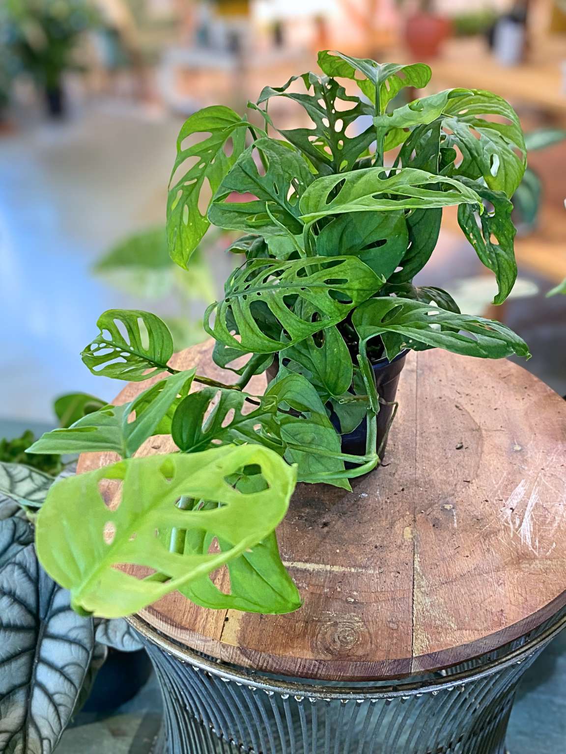 Monstera Adansonii (Swiss Cheese Vine)