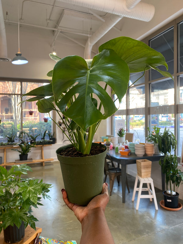 Monstera Deliciosa
