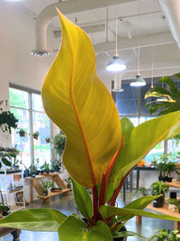 Philodendron 'Prince of Orange' (Sml)