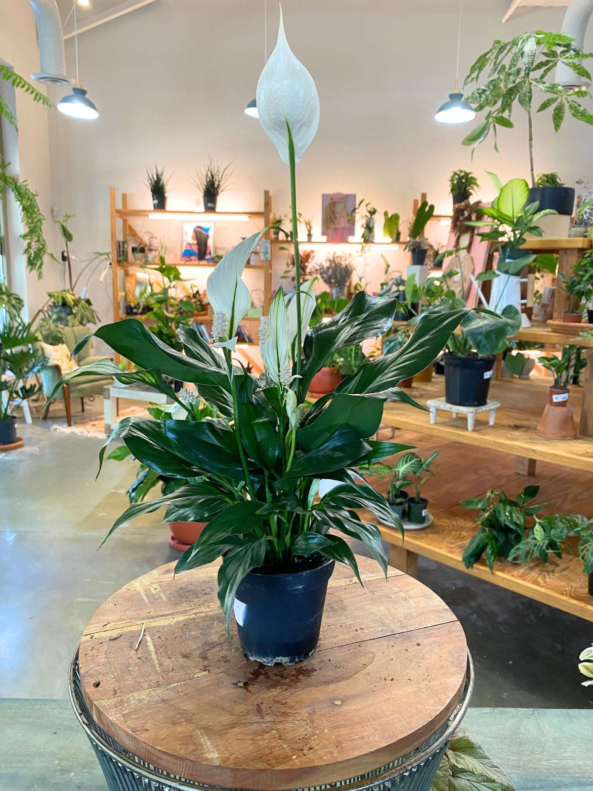 Peace Lily