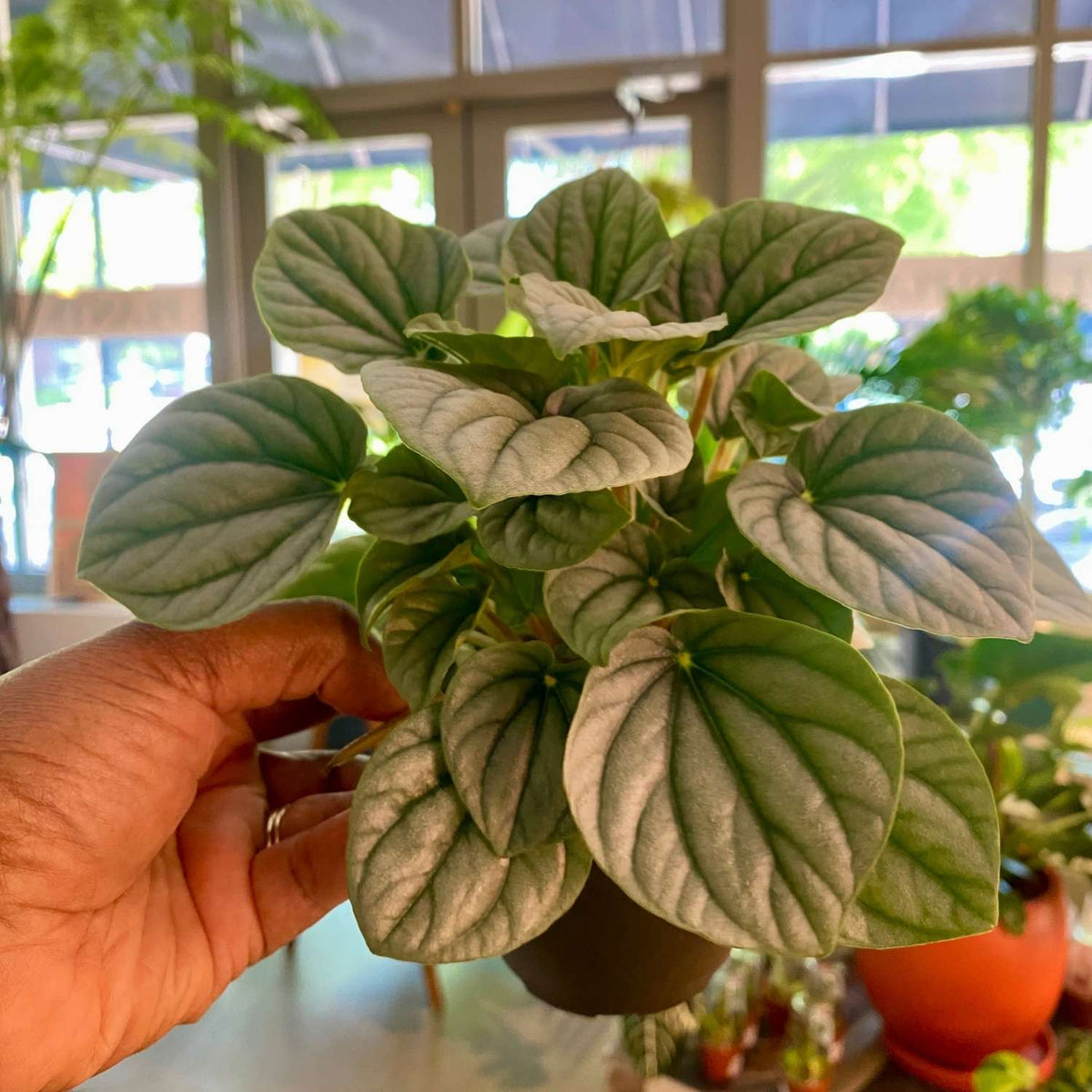 Peperomia Frost (4")