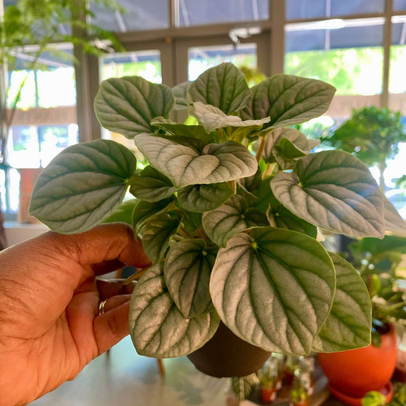 Peperomia Frost (4")
