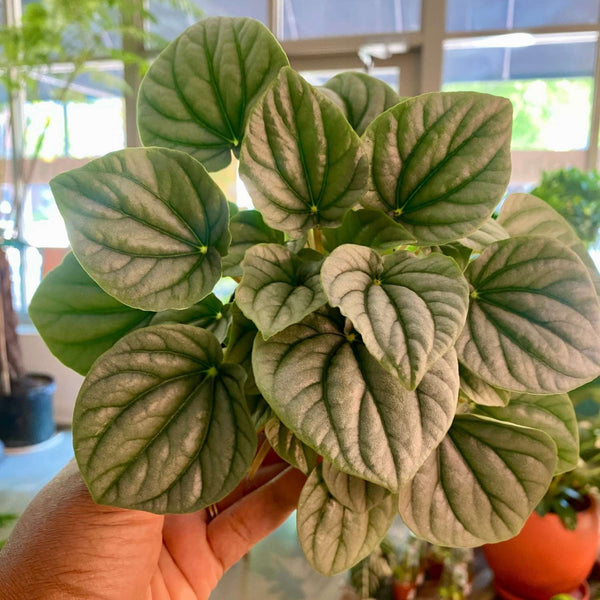 Peperomia Frost (4")