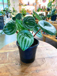Watermelon Peperomia Houseplant
