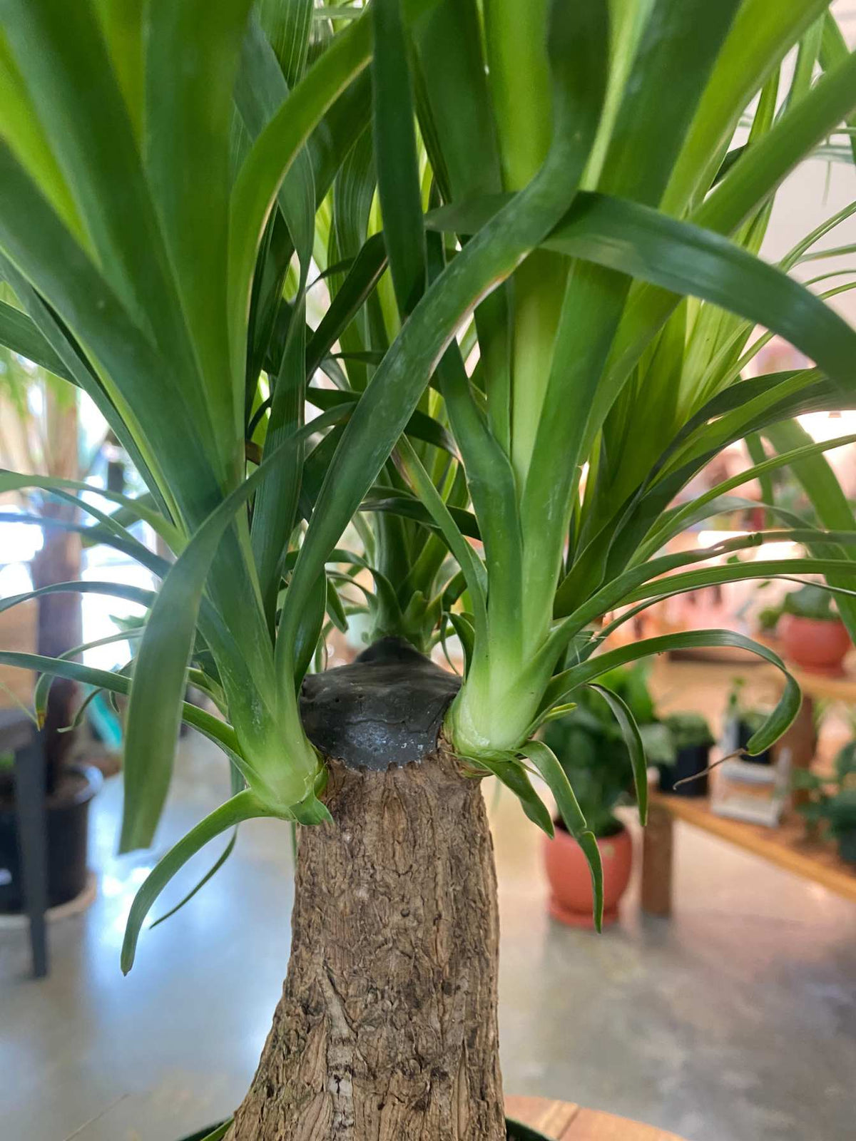 Ponytail Palm (Beaucarnea recurvata) 6"