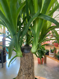 Ponytail Palm (Beaucarnea recurvata) 6"