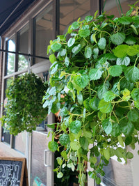 Green Swedish Ivy (Plectranthus verticillatus) PICK UP ONLY