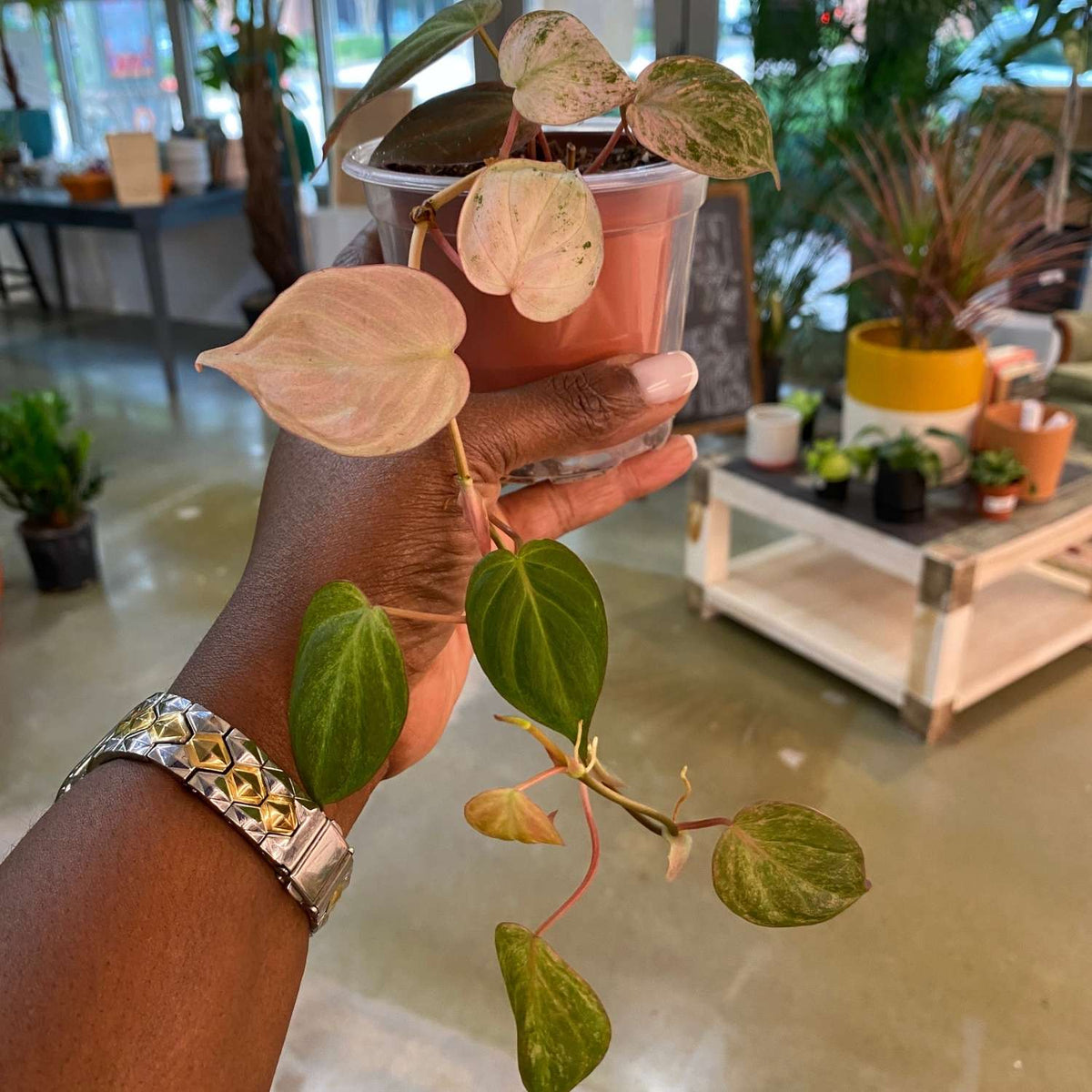 Philodendron Pink Mican 4"