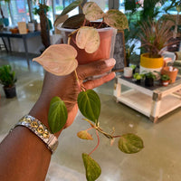 Philodendron Pink Mican 4"