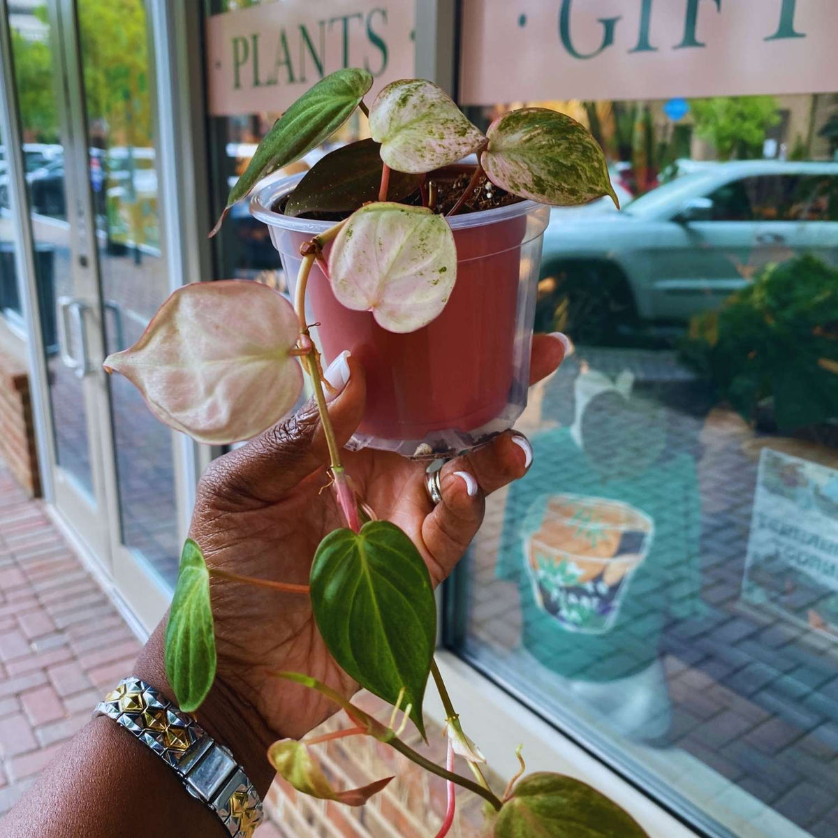 Philodendron Pink Mican 4"