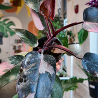 Philodendron Pink Princess (4")