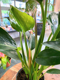 Philodendron 'Congo Green'