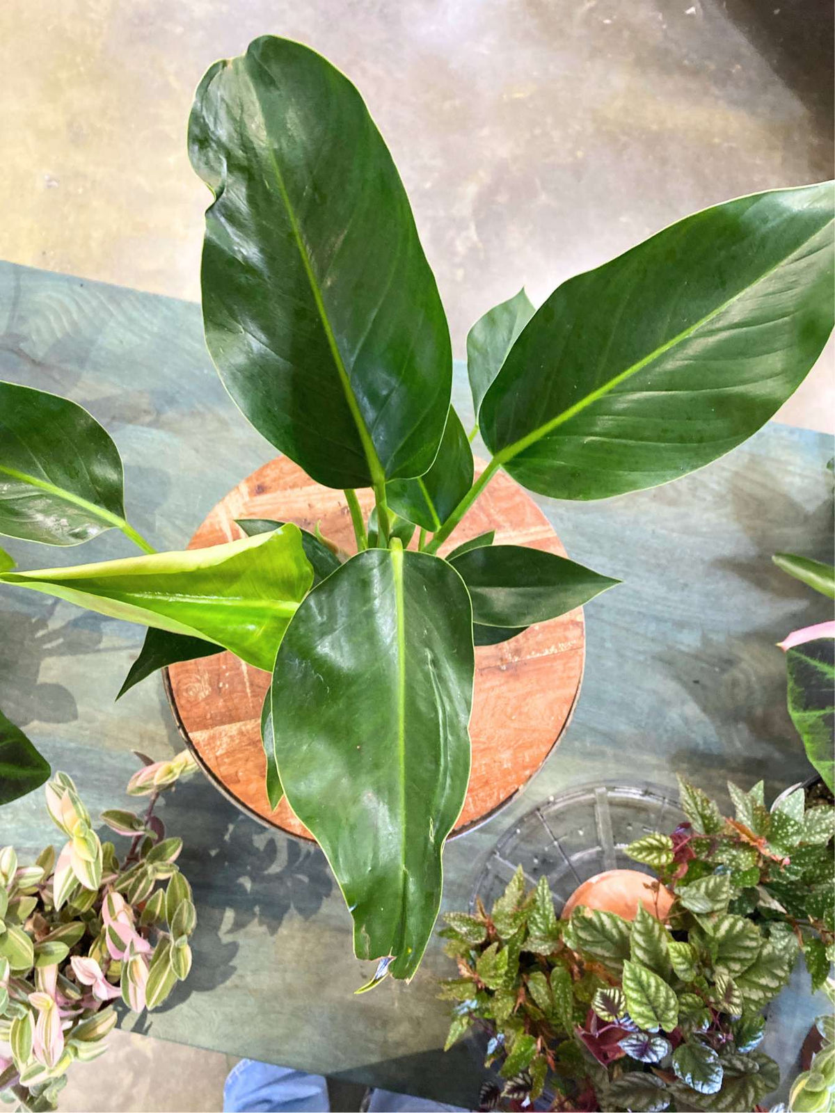 Philodendron 'Congo Green'