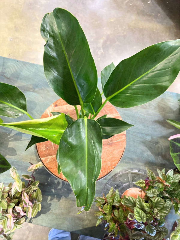 Philodendron 'Congo Green'