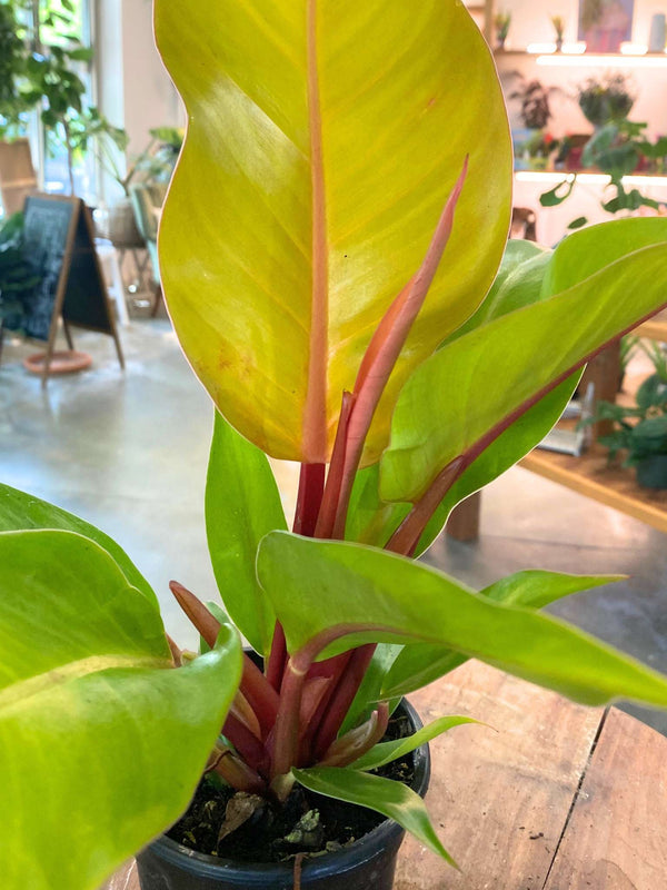 Philodendron 'Prince of Orange' (Sml)