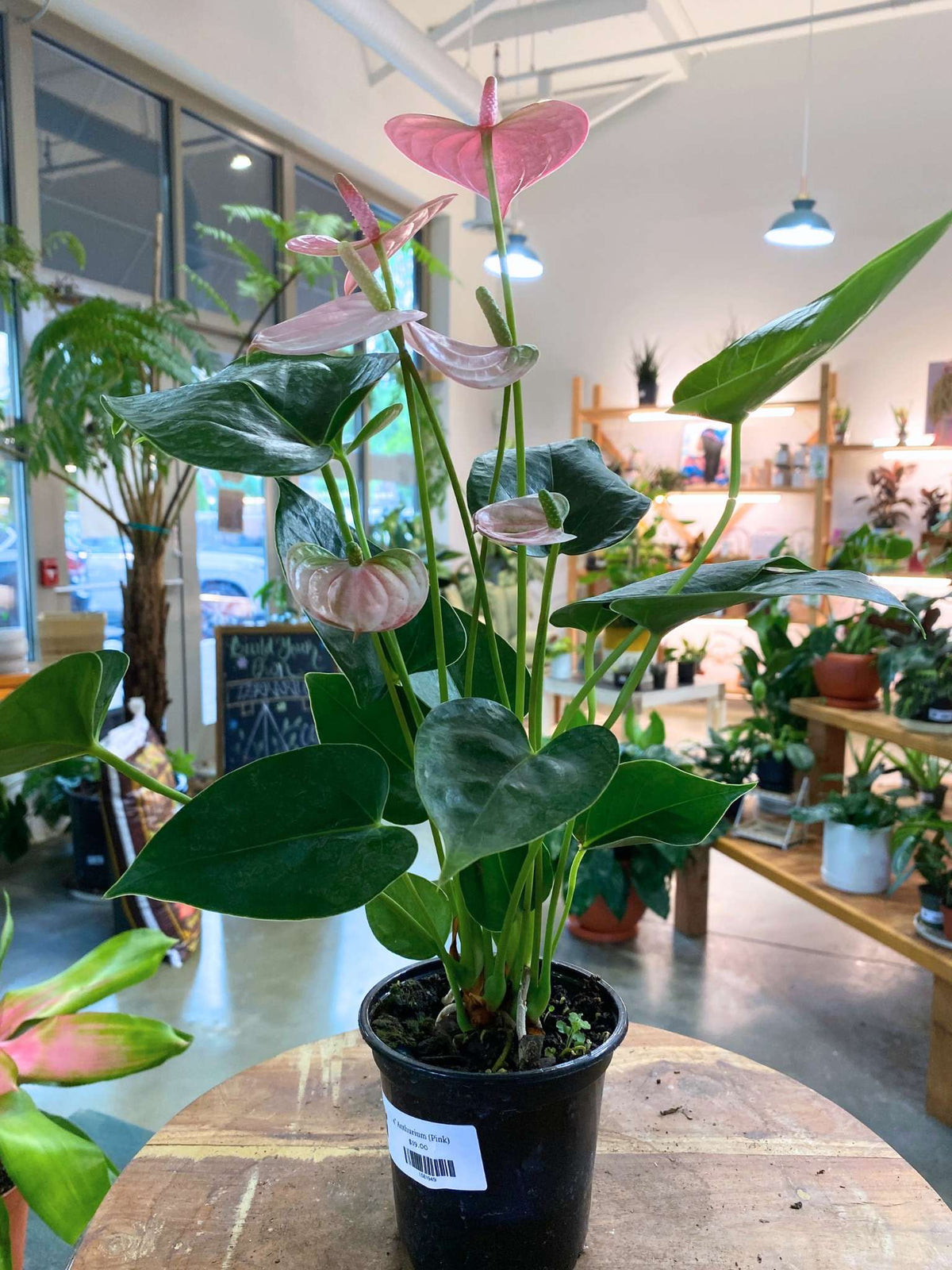 Anthurium