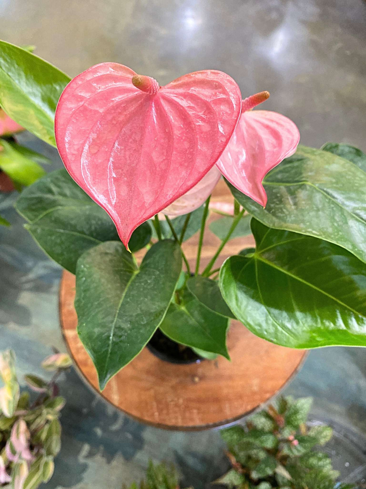 Anthurium