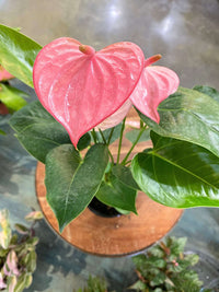 Anthurium