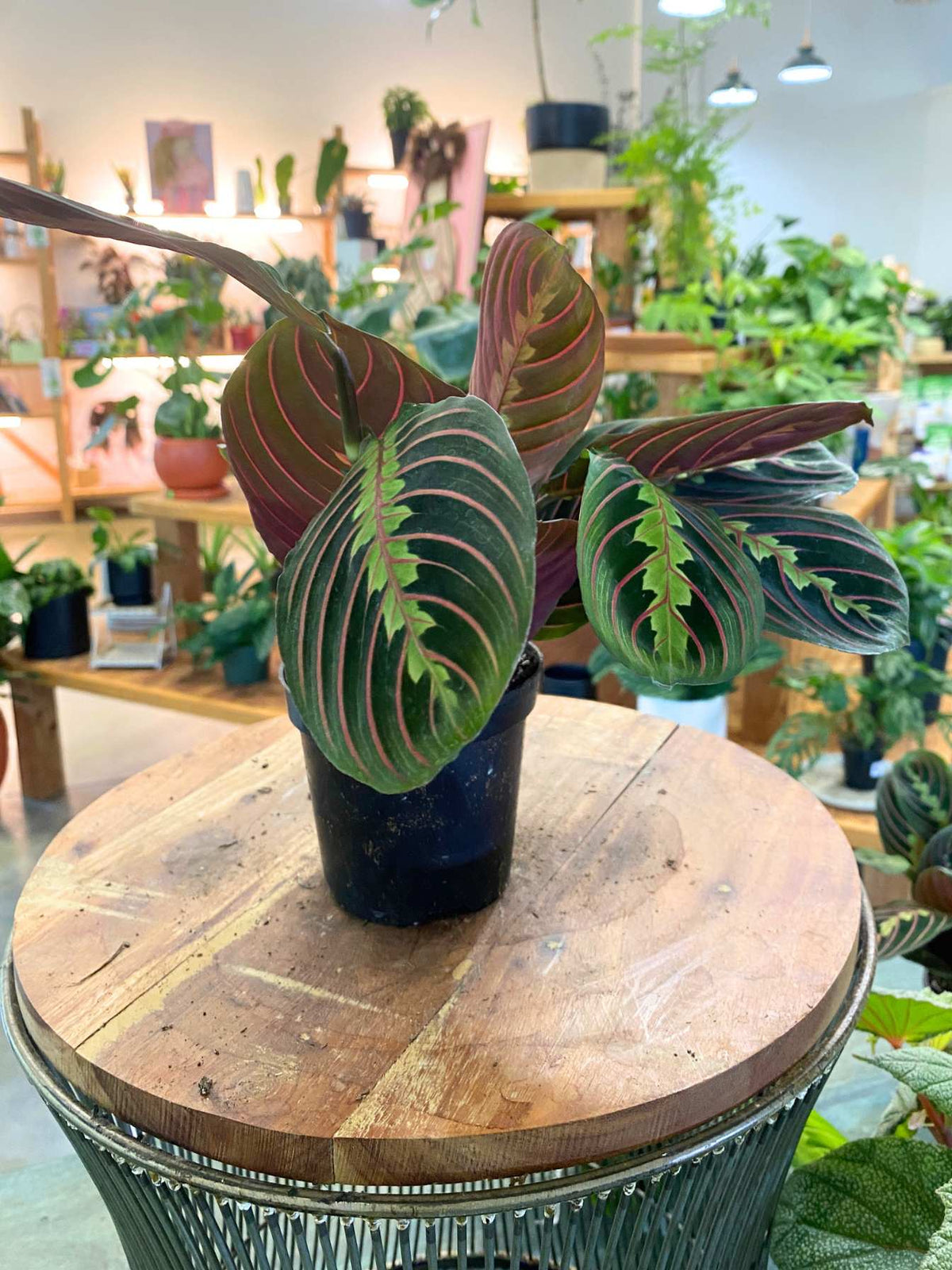 Maranta Red (Maranta leuconeura) aka Prayer Plant