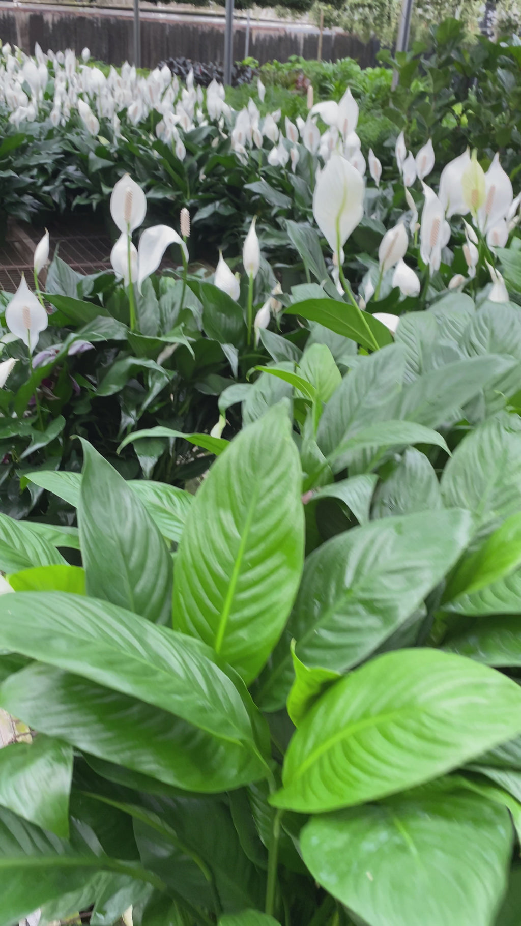planta peace lily Peace Lily (Spathiphyllum) – A Pot to Plant In