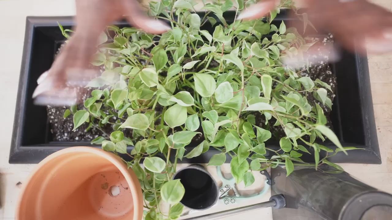 Houseplant repotting: transferring plant to larger pot with proper drainage, enriched with premium soil and natural fertilizers for thriving growth.