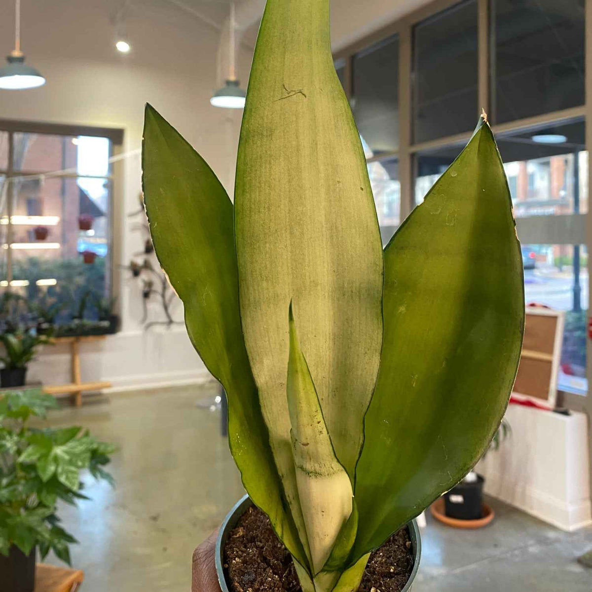 Sanseveria Moonshine