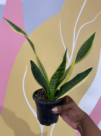 Sansevieria Laurentii