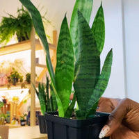5" Snake Plant Zeylanica (Sansevieria)