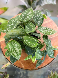 Scindapsus Pictus (Trailing Satin Pothos)