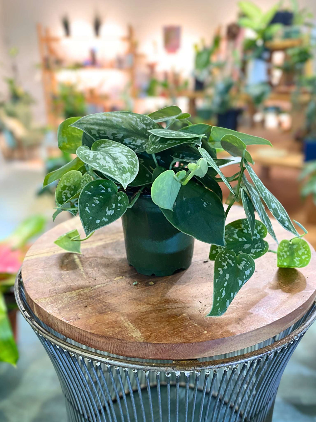 Scindapsus Pictus (Trailing Satin Pothos)