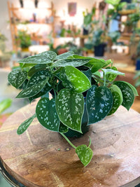 Scindapsus Pictus (Trailing Satin Pothos)