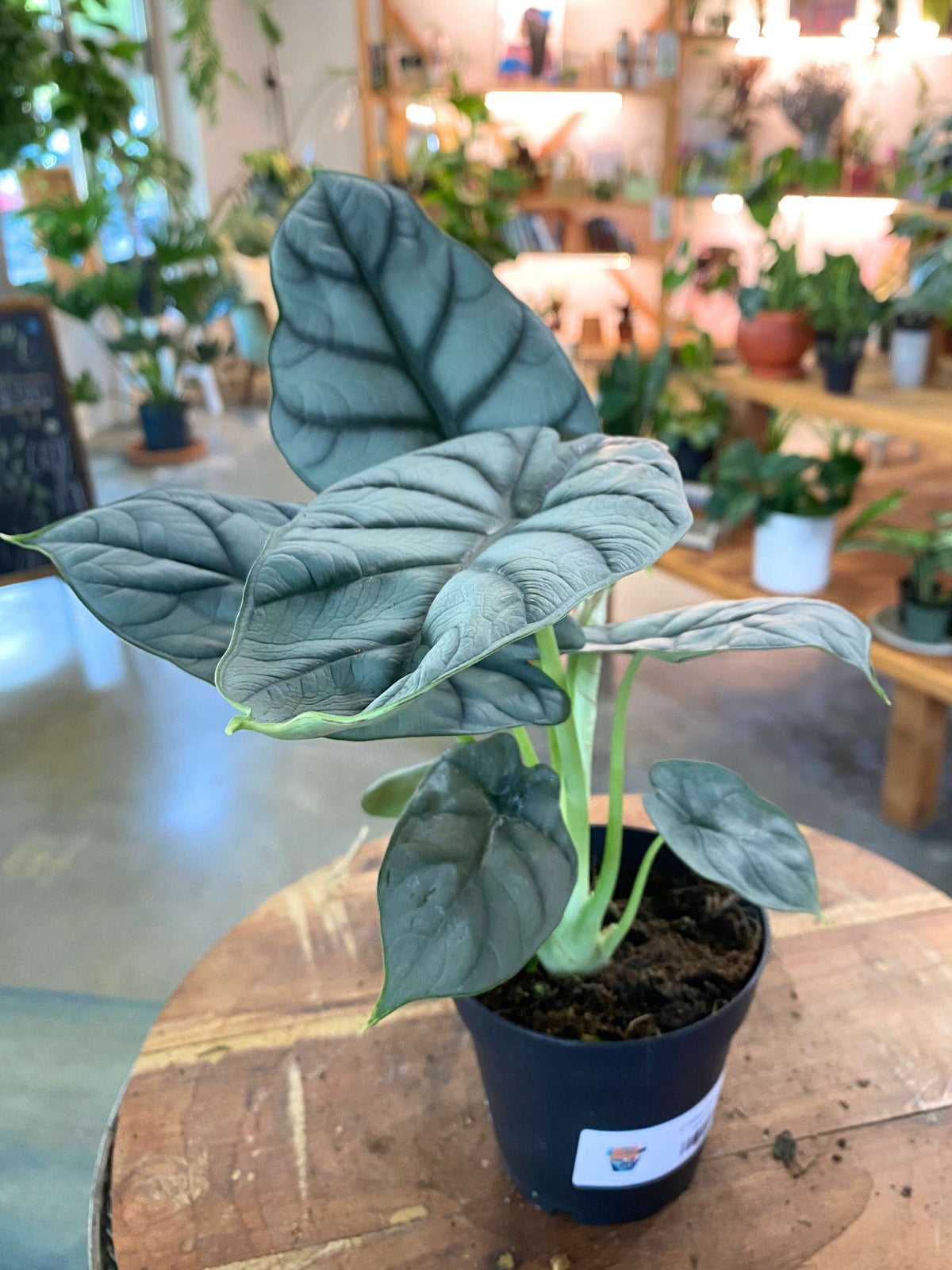 Alocasia Silver Dragon