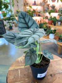 Alocasia Silver Dragon