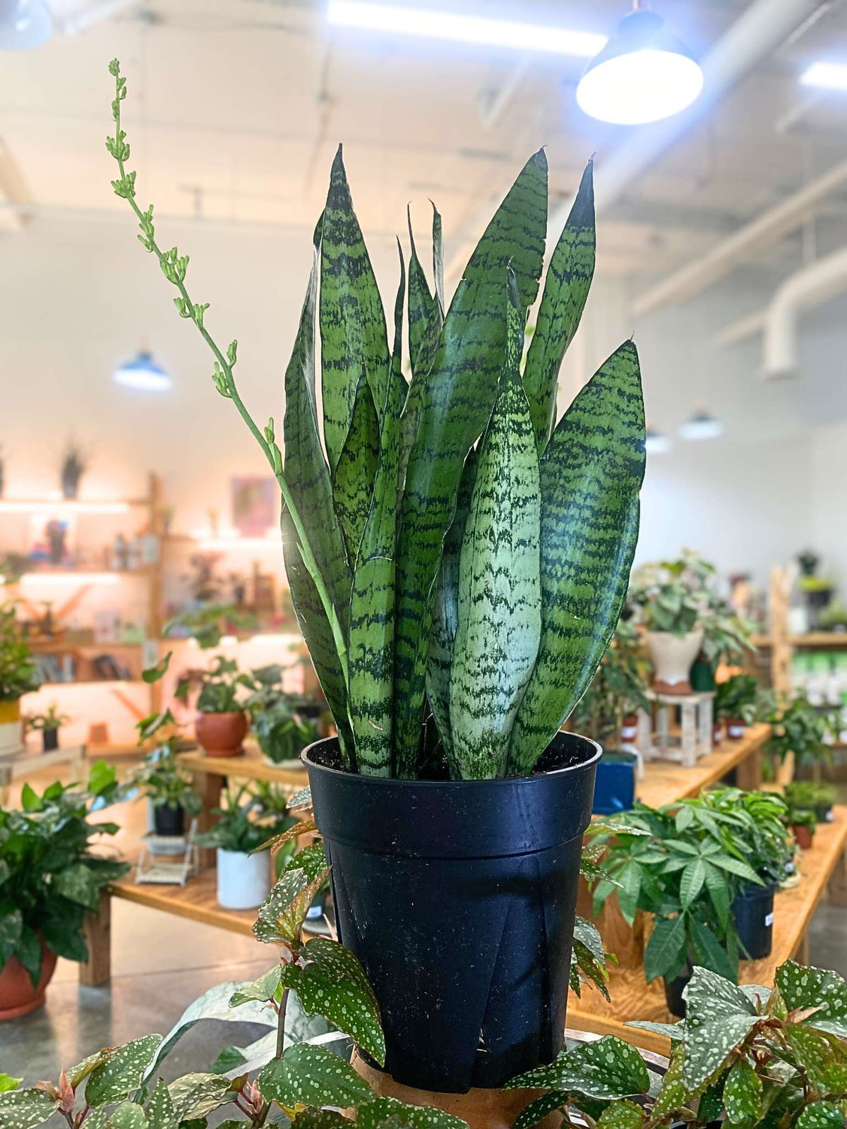 Sansevieria Zeylanica (Snake Plant)