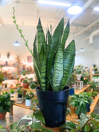 Sansevieria Zeylanica (Snake Plant)