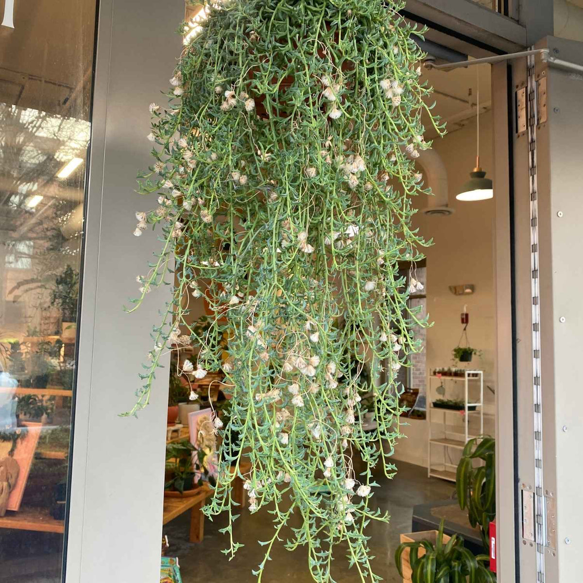 String of Dolphins (Trailing) - PICK UP ONLY