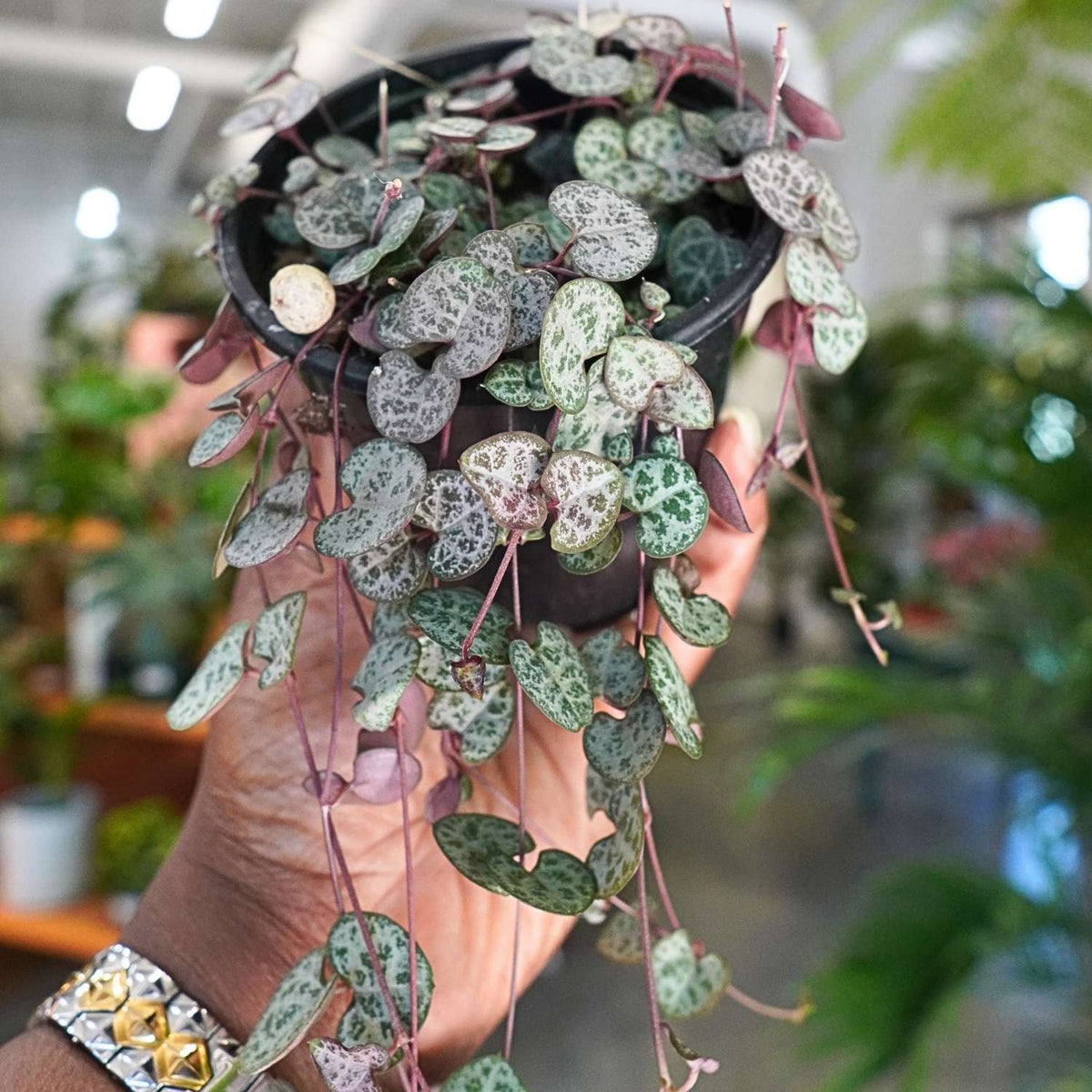 String of Hearts