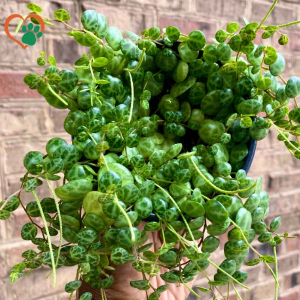 String of Turtles (Peperomia prostrata) Houseplant (Sml)