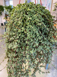 String of Baby Tears (Pilea depressa)